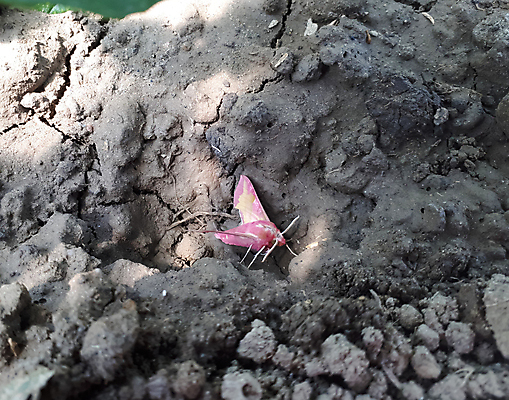 포토 JPG 해외이미지 나무 식물 동물 디자인 계절 꽃 분홍색 나비 곤충 백그라운드 잎 겨울 꽃무늬 자연 벽지 추상 새로움 초원 사람없음 야외 초록색 여름 파란색 빛 컬러풀 노란색 정원 검은색 흙 봄 추위 가을 흰색 죽음 신용카드 벌레 부드러움 내추럴 고립 땅바닥 눈내림 해외202007 해외포토 컬러 컨셉 무늬 바닥 눈_날씨 금융 감각 생태계 파일형식
