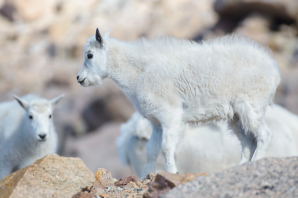 포토 JPG 해외이미지 동물 야생동물 어린이 포유류 자연 날씨 염소 산 털 뿔 풍경 사람없음 야외 줄무늬 들꽃 추위 조약돌 흰색 그룹 고도 언덕 오르기 지역 팩 무료 울퉁불퉁 절정 콜로라도 화강암 해외202007 해외포토 꽃 컬러 무늬 모션 사람 미국 화장품 암석 돌_바위 생태계 파일형식