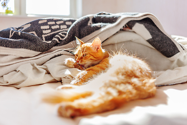 포토 JPG 해외이미지 한마리 응시 사람없음 반려동물 고양이 침대 핥기 해외202007 해외포토 동물 1 시선 가구 포유류 모션 파일형식