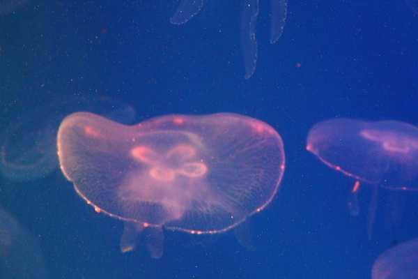 포토 JPG 해외이미지 동물 야생동물 바다 자연 생물 어류 사람없음 물 파란색 빛 컬러풀 수중 흰색 투명 스노클링 위험 수족관 젤리 내추럴 깊이 해외202007 해외포토 자연요소 컬러 컨셉 디저트 수중동물 수상스포츠 생태계 파일형식