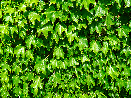 포토 JPG 해외이미지 나무 식물 공원 벽 백그라운드 잎 꽃무늬 패턴 자연 사람없음 야외 장식 초록색 여름 울타리 환경 정원 봄 성장 신선 에코 질감 아이비 내추럴 생태학 해외202007 해외포토 계절 공공시설 교육 꽃 컬러 무늬 담장 생태계 파일형식