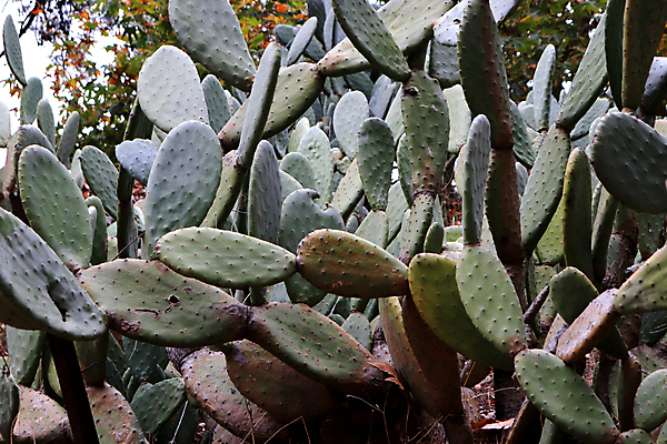 포토 JPG 해외이미지 나무 식물 공원 잎 꽃무늬 자연 선인장 사람없음 초록색 정원 성장 신선 숲 이국적 해외202007 해외포토 공공시설 꽃 컬러 무늬 생태계 파일형식