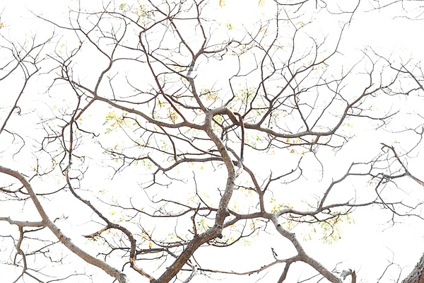 포토 JPG 해외이미지 나무 자연 흑백 사람없음 나뭇가지 검색 흰배경 해외202007 해외포토 식물 백그라운드 촬영기법 흰색 생태계 파일형식