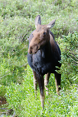 포토 JPG 해외이미지 동물 호수 야생동물 포유류 자연 산 털 종류 사람없음 초록색 물 갈색 어둠 코트 종 흰색 소나무 소 습지 군중 숲 위험 큼 시원함 속눈썹 버드나무 황소 코 귀 무거움 주둥이 콜로라도 벨벳 해외202007 해외포토 자연요소 나무 컬러 컨셉 사람 신체부위 미국 외투 무게 크기 실크 눈썹 생태계 파일형식