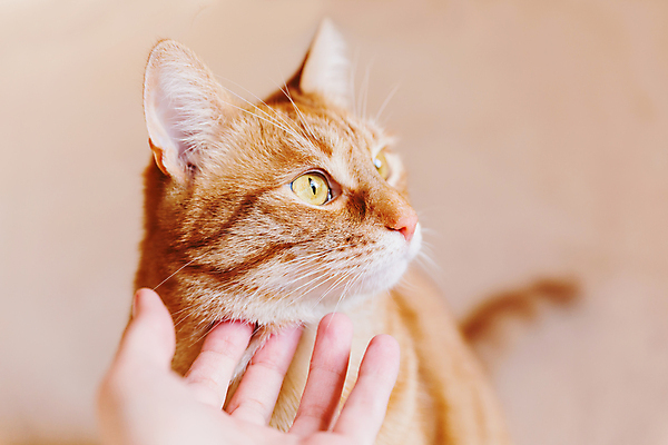 포토 JPG 해외이미지 한마리 손 응시 신체부위 반려동물 고양이 얼룩무늬 해외202007 해외포토 동물 1 시선 무늬 포유류 사람 파일형식