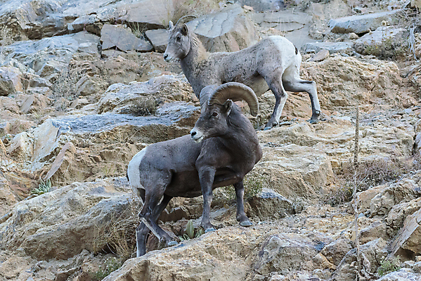 포토 JPG 해외이미지 동물 여자 남자 야생동물 어린이 모래 포유류 자연 털 뿔 사람없음 빛 태양 갈색 힘 가을 붓 양 뜨거움 소 군중 먹기 바퀴자국 냄새 문학 암초 내추럴 램 어려움 콜로라도 해외202007 해외포토 자연요소 계절 컬러 자국 모션 사람 미국 생태계 파일형식