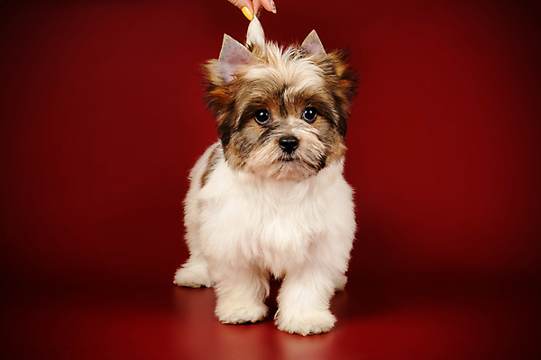 포토 JPG 해외이미지 동물 1 행복 새끼 백그라운드 새로움 털 미소 사람없음 빨간색 반려동물 검은색 거울 흰색 개 달콤 강아지 작음 요크셔테리어 테리어 활 솜털 송곳니 기르기 비버 삼색 해외202007 우호적 해외포토 감정 컬러 컨셉 포유류 표정 맛 치아 크기 돌봄 파일형식