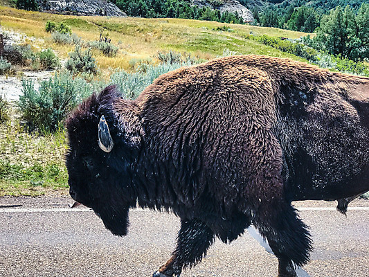 포토 JPG 해외이미지 응시 공원 여행 북아메리카 자연 하늘 산 국립공원 풍경 사람없음 야외 초록색 물 여름 강 환경 계곡 미국 봄 황무지 언덕 북쪽 생태학 울퉁불퉁 전국 해외202007 해외포토 자연요소 시선 계절 공공시설 교육 컬러 아메리카 방향 생태계 파일형식