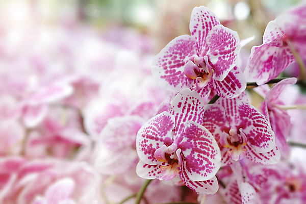 포토 JPG 해외이미지 식물 디자인 꽃잎 꽃 줄기 분홍색 백그라운드 꽃무늬 태국 자연 발렌타인데이 선물 사랑 사람없음 초록색 빛 노란색 정원 스파 놀람 봄 수확 벚꽃 나뭇가지 신선 난초 클래식 향수 향기 호접란 내추럴 바닐라 블러 해외202007 해외포토 나무 계절 감정 아시아 컬러 컨셉 무늬 농업 데이이벤트 표정 화장품 생태계 냄새 파일형식