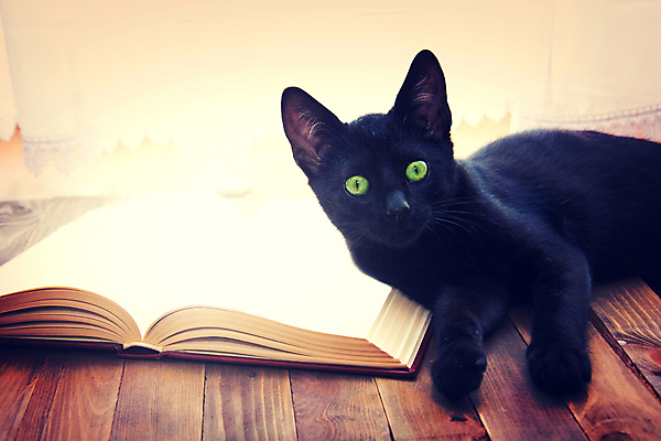 포토 JPG 해외이미지 한마리 종이 사람없음 책 반려동물 검은색 고양이 행운 교과서 페이지 시트 해외202007 해외포토 동물 1 컬러 컨셉 포유류 교재 파일형식