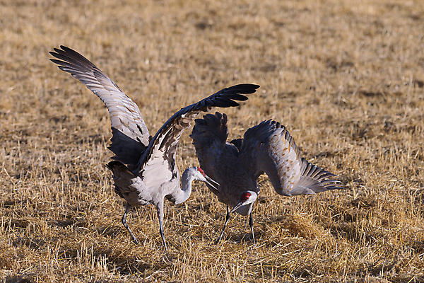 포토 JPG 해외이미지 동물 구름 야생동물 밭 날개 자연 조류 하늘 산 사람없음 야외 빨간색 파란색 컬러풀 노란색 검은색 봄 회색 덮개 흰색 큼 깃털 기중기 부리 목 서식지 전국 콜로라도 해외202007 해외포토 자연요소 계절 컬러 농업 신체부위 미국 뚜껑 중장비 크기 생태계 파일형식