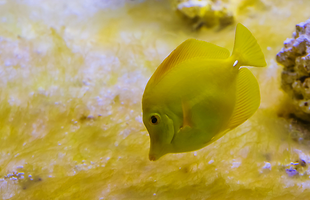 포토 JPG 해외이미지 동물 산업 바다 동물원 어류 사람없음 물 반려동물 컬러풀 노란색 일본 활발 무역 하와이 태평양 암초 수족관 외과 강렬 고체 소금물 이국적 인기 해외202007 해외포토 자연요소 아시아 컬러 컨셉 의학 병원 미국 수중동물 파일형식