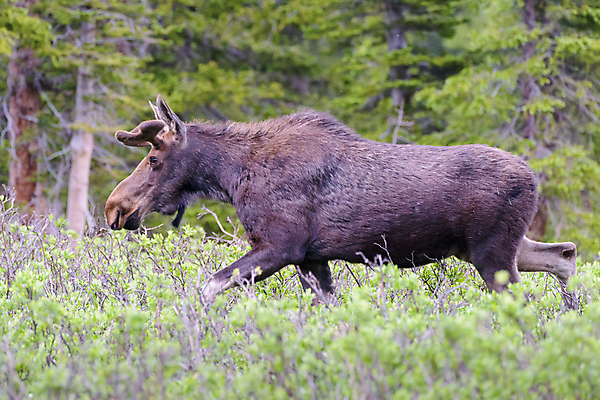 포토 JPG 해외이미지 동물 호수 야생동물 포유류 자연 산 털 종류 사람없음 물 갈색 어둠 코트 종 흰색 소나무 소 습지 숲 위험 큼 시원함 속눈썹 버드나무 황소 코 귀 무거움 주둥이 엘크 콜로라도 벨벳 해외202007 해외포토 자연요소 나무 컬러 컨셉 신체부위 미국 외투 무게 크기 실크 눈썹 생태계 파일형식