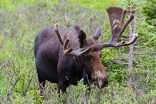 포토 JPG 해외이미지 동물 호수 야생동물 포유류 자연 산 털 종류 사람없음 야외 물 갈색 어둠 코트 종 흰색 소나무 소 습지 숲 위험 큼 시원함 속눈썹 버드나무 황소 코 귀 무거움 주둥이 엘크 콜로라도 벨벳 해외202007 해외포토 자연요소 나무 컬러 컨셉 신체부위 미국 외투 무게 크기 실크 눈썹 생태계 파일형식