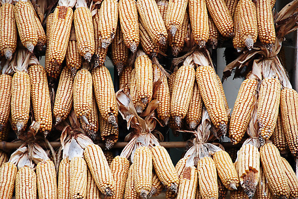 포토 JPG 해외이미지 식물 아이콘 음식 백그라운드 밭 농업 채소 재료 자연 건강 옥수수 사람없음 여름 농작물 농장 노란색 정원 수확 성장 껍질 가을 흰색 시골 신선 황금 낟알 시리얼 밀 먹기 유기농 팝콘 내추럴 고립 밭일 숙성 해외202007 해외포토 웰빙 계절 산업 컬러 모션 곡류 생태계 파일형식