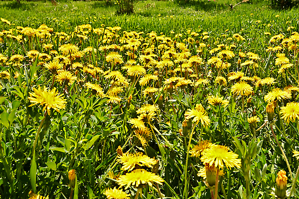 포토 JPG 해외이미지 식물 꽃 자연 사람없음 숲 민들레 그리너리 해외202007 해외포토 생태계 파일형식 트랜드컬러