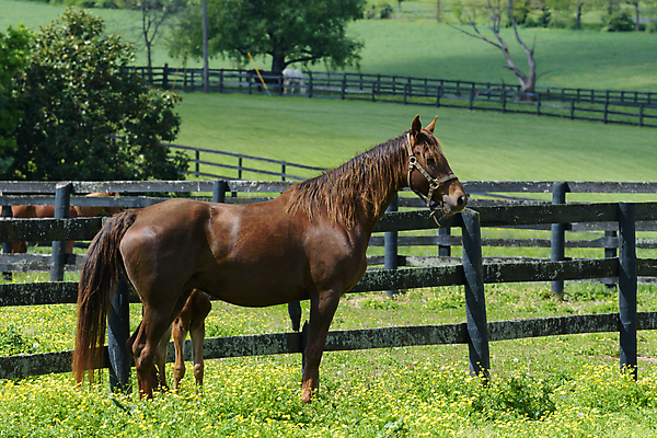 포토 JPG 해외이미지 동물 밭 포유류 자연 털 사람없음 초록색 울타리 달리기 농장 갈색 어둠 시골 레이싱 승마 속도 먼지 갈기 망아지 선로 콜로라도 해외202007 해외포토 새끼 스포츠 컬러 농업 모션 시합 담장 미국 말_동물 생태계 파일형식
