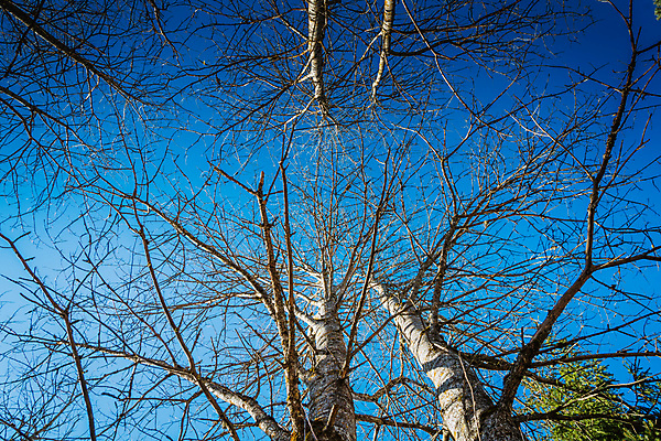 포토 JPG 해외이미지 나무 계절 공원 백그라운드 잎 건축양식 자연 하늘 날씨 왕관 풍경 사람없음 야외 건물 초록색 여름 파란색 빛 환경 정원 맑음 봄 나뭇가지 도시 원형 정상 숲 생태계 장면 자작나무 내추럴 모스크바 수평선 해외202007 해외포토 도형 식물 건축물 공공시설 건축 컬러 러시아 파일형식