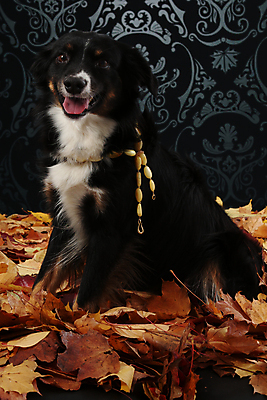 포토 JPG 해외이미지 동물 계절 공원 행복 포즈 운동화 잎 오렌지 장난 자연 놀이 휴식 웃음 사람없음 야외 빨간색 여름 반려동물 컬러풀 갈색 노란색 젖음 추위 가을 황금 개 리트리버 달콤 강아지 몸통 송곳니 내추럴 해외202007 해외포토 식물 공공시설 감정 컬러 신발 컨셉 과일 포유류 표정 신체부위 맛 치아 생태계 파일형식