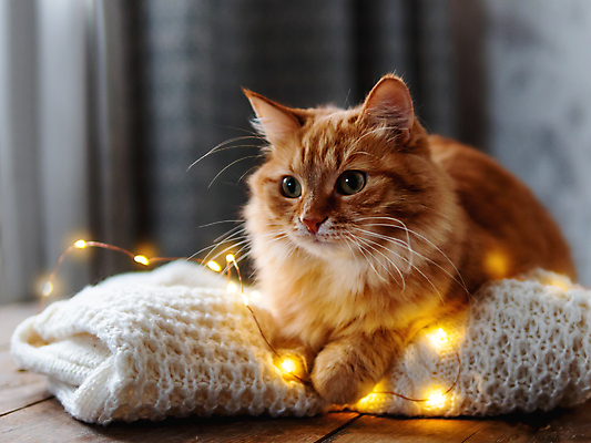 포토 JPG 해외이미지 한마리 응시 옷 겨울 사람없음 반려동물 고양이 스웨터 니트 해외202007 해외포토 동물 1 시선 계절 상의 포유류 파일형식