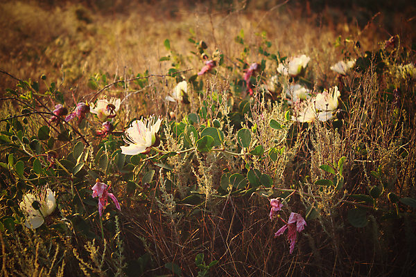 포토 JPG 해외이미지 식물 꽃 줄기 잎 밭 자연 따뜻함 그림자 풍경 사람없음 야외 초록색 갈색 노란색 환경 보라색 일몰 벚꽃 흰색 나뭇가지 그늘 시들음 스텝 해외202007 해외포토 나무 컬러 농업 노을 생태계 파일형식