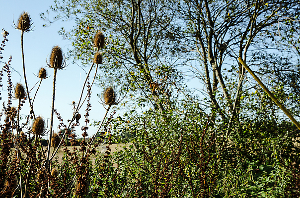 포토 JPG 해외이미지 나무 꽃 꽃무늬 자연 사람없음 야외 초록색 여름 울타리 갈색 들꽃 가을 시골 내추럴 해외202007 해외포토 식물 계절 컬러 무늬 담장 생태계 파일형식