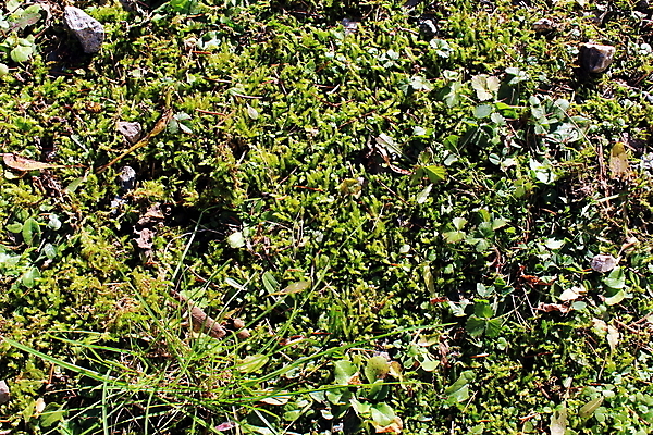 포토 JPG 해외이미지 식물 잎 겨울 자연 이끼 사람없음 야외 초록색 매트 닫기 땅바닥 해외202007 해외포토 계절 컬러 모션 바닥 생태계 파일형식