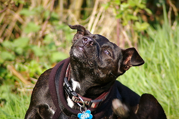 포토 JPG 해외이미지 동물 행복 얼굴 새끼 장난 포유류 자연 수염 털 사람없음 야외 반려동물 검은색 산책 입 개 강아지 테리어 잡종 송곳니 기르기 총구 해외202007 우호적 해외포토 감정 컬러 컨셉 휴식 신체부위 치아 생태계 돌봄 파일형식