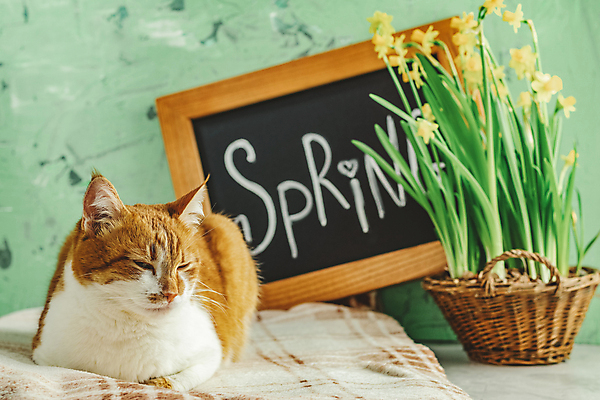 포토 JPG 해외이미지 식물 한마리 계절 꽃 사람없음 초록색 고양이 칠판 수선화 레터링 해외202007 해외포토 1 컬러 포유류 반려동물 파일형식