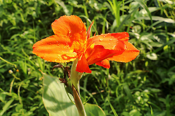 포토 JPG 해외이미지 식물 꽃잎 꽃 줄기 백그라운드 잎 꽃무늬 오렌지 자연 친절 사람없음 빨간색 초록색 컬러풀 노란색 정원 봄 벚꽃 신선 개화 원예 내추럴 영원 이국적 해외202007 해외포토 계절 컬러 무늬 과일 취미 생태계 파일형식