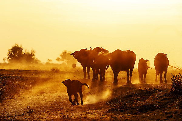포토 JPG 해외이미지 동물 야생동물 음식 밭 포유류 자연 초식동물 뿔 풍경 초원 사람없음 농경지 머리 일출 환경 가축 힘 일몰 수확 안개 가을 소 역사 군중 방목 들소 심볼 황소 먼지 서쪽 옛날 힘찬 해외202007 해외포토 계절 컨셉 농업 날씨 사람 신체부위 농장 노을 축산업 방향 생태계 파일형식