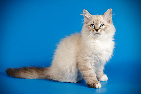 포토 JPG 해외이미지 한마리 사람없음 파란색 반려동물 고양이 포인트 해외202007 네바마스커레이드 해외포토 동물 1 컬러 포유류 금융 파일형식