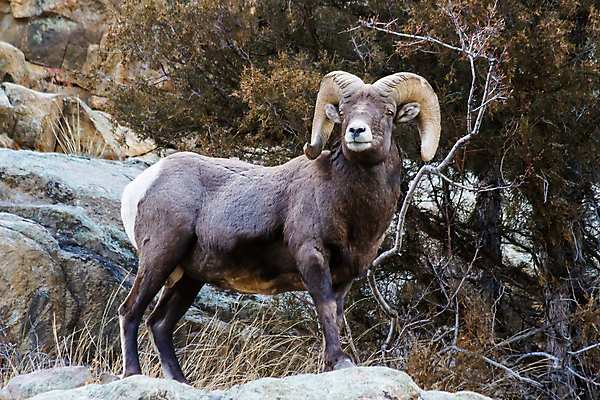 포토 JPG 해외이미지 여자 남자 야생동물 어린이 모래 겨울 포유류 자연 털 뿔 사람없음 빛 태양 힘 가을 붓 양 뜨거움 소 군중 먹기 바퀴자국 냄새 암초 송아지 램 어려움 옛날 콜로라도 해외202007 해외포토 자연요소 동물 계절 새끼 자국 모션 사람 미국 생태계 파일형식