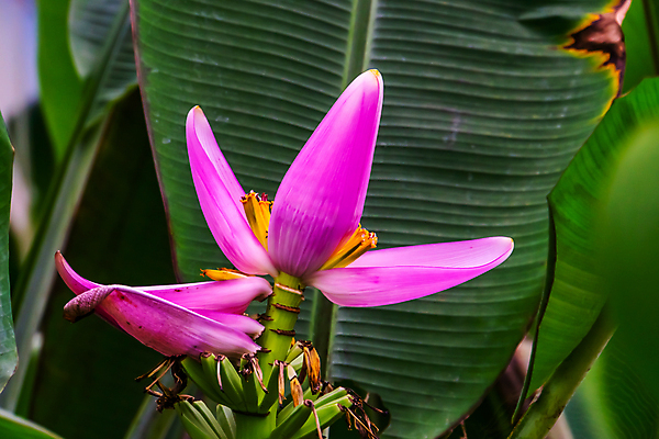 포토 JPG 해외이미지 나무 식물 꽃 아시아 분홍색 백그라운드 잎 과일 자연 바나나 매달리기 종류 동양인 사람없음 장식 빨간색 초록색 정원 벚꽃 개화 호주 큼 유기농 원예 온실 이국적 인기 세련 해외202007 해외포토 웰빙 나라 컬러 모션 인종 취미 오세아니아 크기 생태계 파일형식