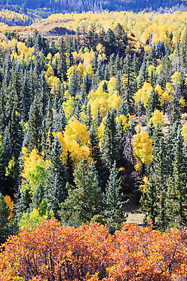 포토 JPG 해외이미지 구름 여행 잎 밭 오렌지 자연 하늘 날씨 산 풍경 사람없음 야외 초록색 파란색 태양 노란색 일출 달러 일몰 가을 흰색 붓 소나무 황금 씻기 숲 언덕 지역 드라마 내추럴 절정 콜로라도 화강암 해외202007 해외포토 자연요소 나무 식물 계절 컬러 돈 농업 과일 노을 미국 청결 암석 생태계 파일형식