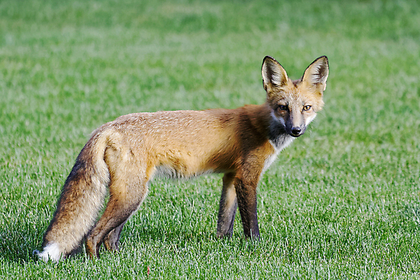 포토 JPG 해외이미지 동물 얼굴 야생동물 포유류 자연 휴식 수염 털 피곤 사람없음 빨간색 초록색 노란색 평화 검은색 침묵 봄 회색 코트 흰색 도시 소나무 잠 바늘 작음 그늘 모피 관목 코 낮잠 귀 여우 암초 상록수 솜털 내추럴 콜로라도 해외202007 해외포토 나무 계절 컬러 컨셉 신체부위 미국 소리 외투 도구 크기 생태계 파일형식