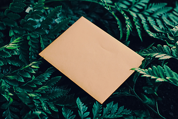 포토 JPG 해외이미지 잎 사람없음 편지지 목업 카피스페이스 해외202007 해외포토 식물 공백 편지 파일형식