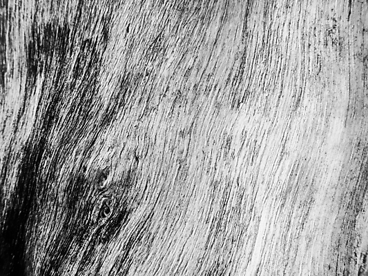 포토 JPG 해외이미지 나무 백그라운드 자연 표면 날씨 추상 사람없음 목재 우주 회색 흰색 거친 균열 숲 묘사 질감 나무껍질 옛날 해외202007 해외포토 식물 컬러 무늬 재료 모션 껍질 생태계 파일형식