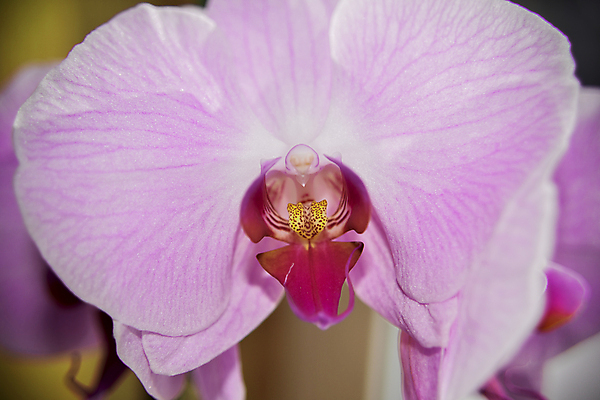 포토 JPG 해외이미지 식물 꽃잎 꽃 선 분홍색 잎 꽃무늬 자연 휴가 건강 그림자 사람없음 치료 장식 노란색 머리 보라색 침묵 봄 낭만 벚꽃 흰색 나뭇가지 인사 신선 개화 난초 우아함 묘사 싱글 향기 아로마테라피 테라피 내추럴 이국적 해외202007 해외포토 나무 계절 컬러 컨셉 무늬 의학 신체부위 뷰티 소리 예절 생태계 냄새 파일형식