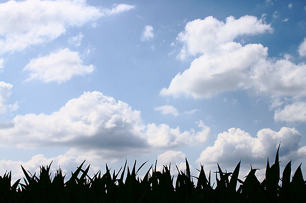 포토 JPG 해외이미지 식물 밭 농업 자연 옥수수 풍경 사람없음 여름 농작물 농장 시골 밭일 해외202007 해외포토 계절 산업 곡류 생태계 파일형식