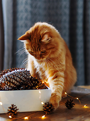 포토 JPG 해외이미지 한마리 응시 겨울 사람없음 반려동물 고양이 해외202007 해외포토 동물 1 시선 계절 포유류 파일형식