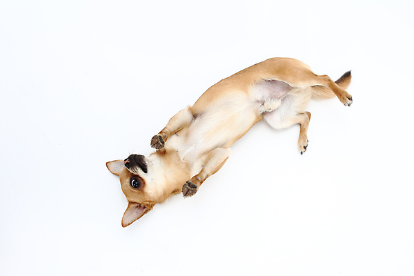 포토 JPG 해외이미지 동물 1 행복 문화 포즈 백그라운드 장난 포유류 놀이 털 사랑 서기 미소 사람없음 반려동물 눕기 머리 점프 우정 흰색 개 달콤 작음 육식동물 송곳니 고립 신앙심 요령 주목 해외202007 해외포토 감정 컬러 모션 표정 신체부위 친구 맛 치아 크기 파일형식