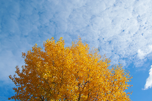 포토 JPG 해외이미지 나무 식물 계절 공원 백그라운드 잎 패턴 오렌지 자연 하늘 추상 풍경 사람없음 야외 빨간색 초록색 여름 파란색 빛 컬러풀 햇빛 태양 갈색 노란색 맑음 활발 가을 나뭇가지 시골 신선 황금 숲 장면 10월 내추럴 해외202007 해외포토 자연요소 공공시설 컬러 컨셉 무늬 과일 날씨 날짜 생태계 파일형식
