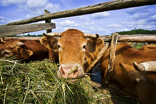 포토 JPG 해외이미지 동물 유럽 밧줄 밭 농업 포유류 자연 뿔 육류 사람없음 울타리 농장 농경지 갈색 맑음 가축 소고기 시골 그룹 소 군중 방목 먹기 황소 기르기 동물상 밭일 찰과상 해외202007 해외포토 나라 산업 줄 컬러 식재료 모션 날씨 사람 담장 조형물 축산업 상처 생태계 돌봄 파일형식