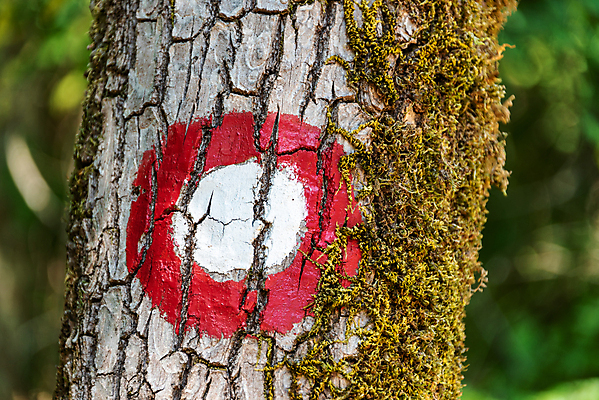 포토 JPG 해외이미지 나무 길 스포츠 여행 패턴 가이드 자국 자연 표시 사람없음 야외 목재 빨간색 초록색 여행객 산책 하이킹 흰색 원형 그리기 더위 숲 오솔길 방향 심볼 묘사 사인 질감 나무껍질 추적 루트 방법 선로 해외202007 해외포토 도형 식물 직업 컬러 무늬 재료 모션 레저 날씨 휴식 사람 껍질 생태계 파일형식