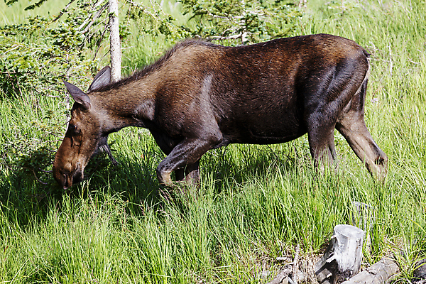 포토 JPG 해외이미지 동물 호수 야생동물 포유류 자연 산 털 종류 사람없음 초록색 물 갈색 어둠 코트 종 흰색 소나무 소 습지 군중 숲 위험 큼 시원함 속눈썹 버드나무 황소 코 귀 무거움 주둥이 콜로라도 벨벳 해외202007 해외포토 자연요소 나무 컬러 컨셉 사람 신체부위 미국 외투 무게 크기 실크 눈썹 생태계 파일형식