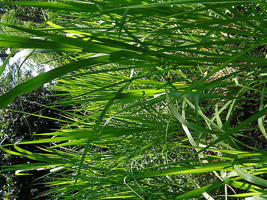 포토 JPG 해외이미지 나무 식물 동물 계절 음식 백그라운드 잎 밭 농업 자연 바람 추상 코끼리 사람 풍경 초원 사람없음 야외 초록색 여름 농작물 농장 환경 정원 봄 성장 신선 닫기 먹이 땅 질감 내추럴 생태학 해외202007 해외포토 자연요소 교육 산업 컬러 무늬 포유류 모션 날씨 생태계 파일형식