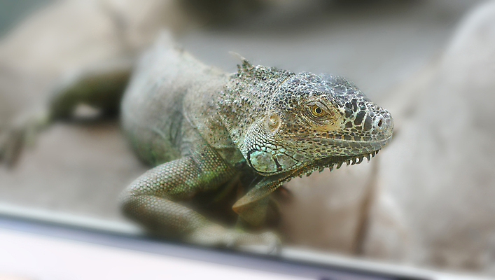 포토 JPG 해외이미지 동물 야생동물 파충류 동물원 사람없음 초록색 도마뱀 폴란드 이국적 초식 바르샤바 해외202007 해외포토 유럽 컬러 파일형식