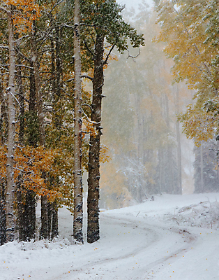 포토 JPG 해외이미지 구름 여행 잎 밭 오렌지 자연 하늘 날씨 산 풍경 사람없음 야외 초록색 파란색 태양 노란색 일출 달러 일몰 가을 흰색 붓 소나무 황금 씻기 숲 언덕 지역 드라마 내추럴 절정 콜로라도 화강암 해외202007 해외포토 자연요소 나무 식물 계절 컬러 돈 농업 과일 노을 미국 청결 암석 생태계 파일형식