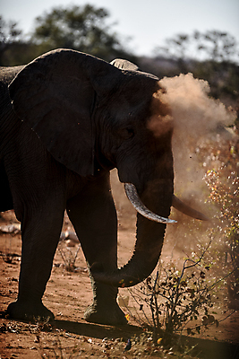 포토 JPG 해외이미지 동물 공원 도로 야생동물 모래 여행 포유류 아프리카 자연 코끼리 사람없음 야외 빨간색 세로 초록색 관광지 산책 탐험 치아 큼 사파리 황소 상아 나미비아 옛날 웅장함 전국 접근 해외202007 해외포토 공공시설 나라 길 컬러 교통시설 휴식 소화기관 소 크기 생태계 남아프리카 파일형식